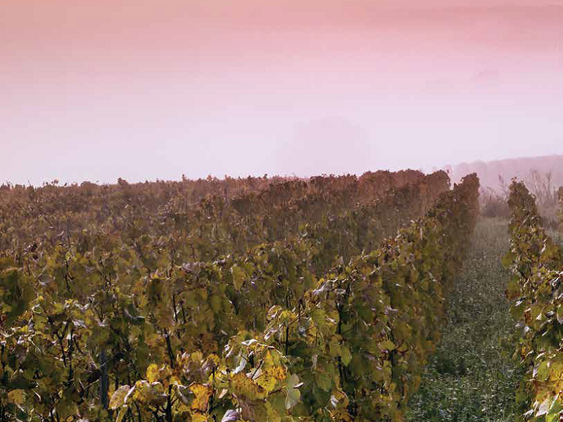 O escapadă în Champagne, locul unde poți vedea unele dintre cele mai mari case producătoare de șampanie O escapadă în Champagne, locul unde poți vedea unele dintre cele mai mari case producătoare de șampanie