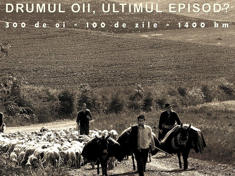 Vernisajul expoziției-semnal DRUMUL OII, ULTIMUL EPISOD? 300 de oi, 100 de zile, 1400 km joi, 22 septembrie, la Muzeul Naţional al Ţăranului Român Vernisajul expoziției-semnal DRUMUL OII, ULTIMUL EPISOD? 300 de oi, 100 de zile, 1400 km joi, 22 septembrie, la Muzeul Naţional al Ţăranului Român