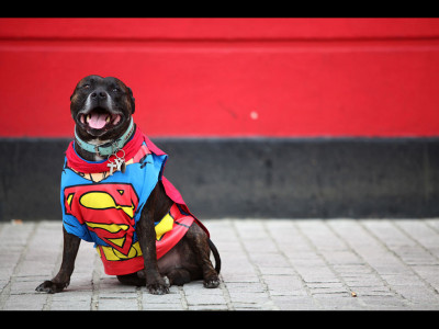 Staffordshire Bull Terrier, demn de toată încrederea